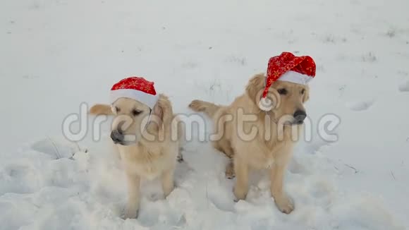 两只金毛猎犬坐在圣诞老人圣诞红帽上的雪地上视频的预览图
