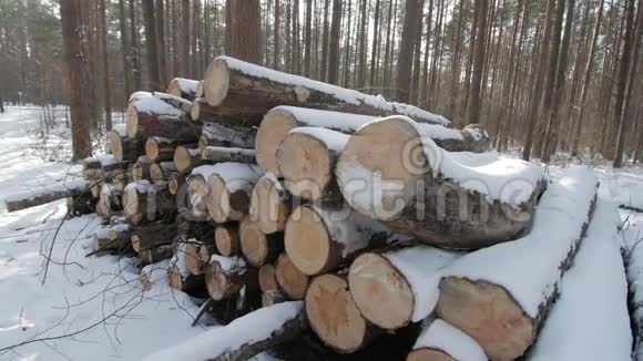 森林地面上覆盖着白雪的木制原木视频的预览图