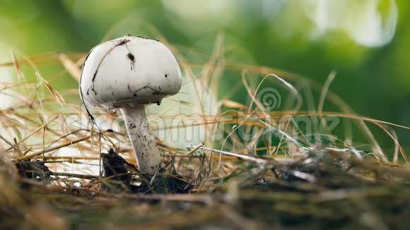 蘑菇香瓜生长在森林中特写镜头模糊背景视频的预览图