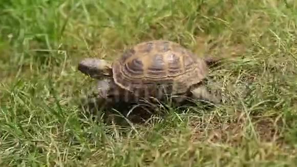 棕色海龟爬着吃青草视频的预览图