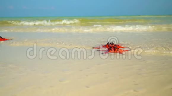 背景上的蓝色波浪相机慢慢去除沙滩上的波浪和红星他白色的海滩红色的星星视频的预览图