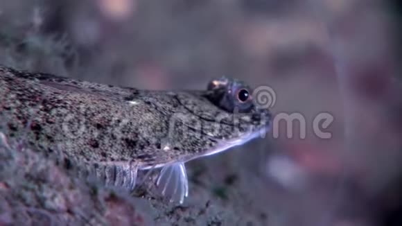 在俄罗斯白海海底寻找食物的比目鱼视频的预览图