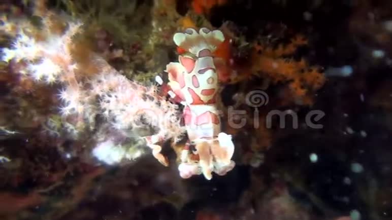 哈莱金虾吃海星在拉贾安帕特印度尼西亚视频的预览图