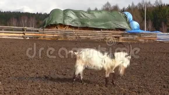 山羊在农场院子里跑视频的预览图