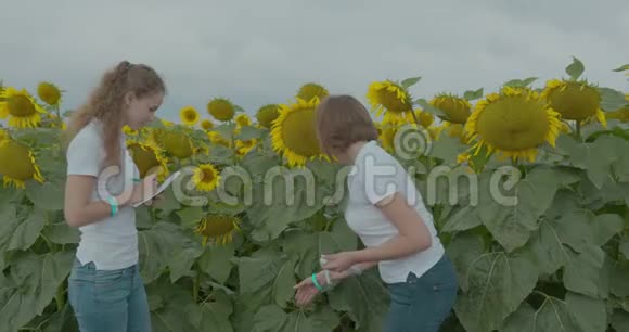 生物学家或农艺师对向日葵进行测量视频的预览图
