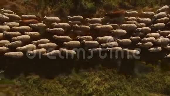 步行羊的俯视图视频的预览图