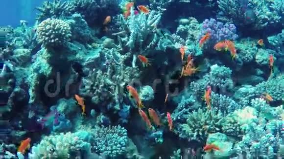 红海惊人的水下世界深度5米许多珊瑚和五颜六色的异国鱼类视频的预览图