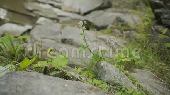 山河特写视频的预览图