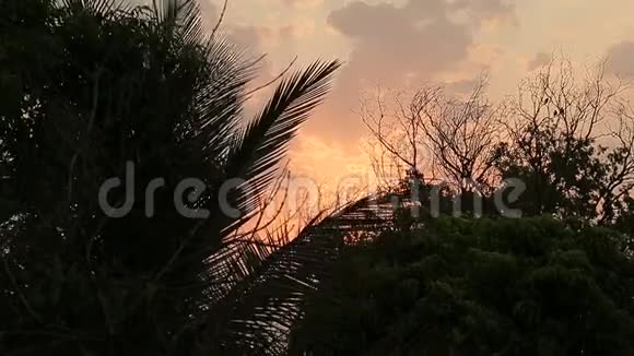 阳光透过烟雾照耀丛林中的棕榈树印度视频的预览图