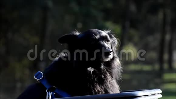 德国柏林威丁的人民公园公园里的快乐黑狗视频的预览图