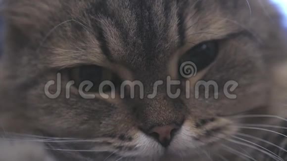 一张毛茸茸的猫特写的脸慢速运动高清1920x1080视频的预览图
