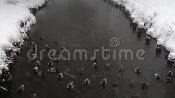 野鸭在冬天的雪河里寻找食物视频的预览图