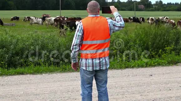 农夫在草地上放牧的奶牛旁边打电话拍照视频的预览图