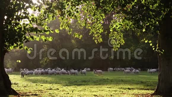 英国农村树木之间的草地上放牧的羊群或羔羊视频的预览图