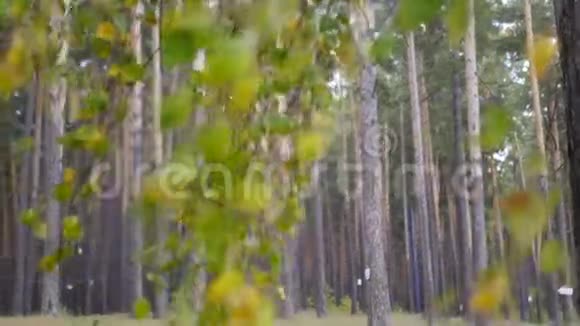 桦树枝在秋林中随风摆动4k3840x2160高清视频的预览图