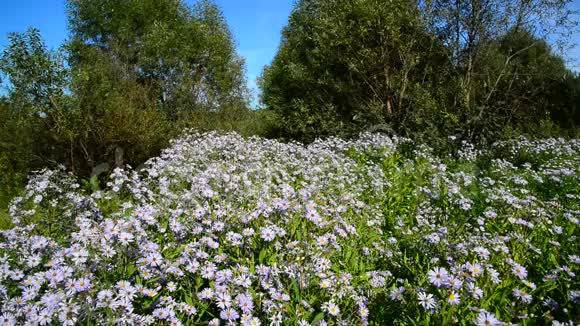 许多蓝色的花和蝴蝶靠近森林的边缘视频的预览图