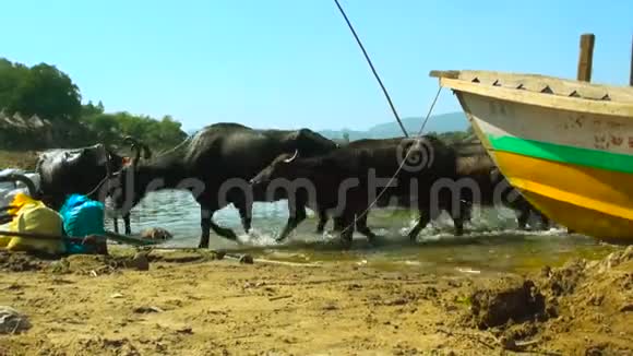 南亚水牛群成群的水牛在河边划船停车处涉水降温视频的预览图