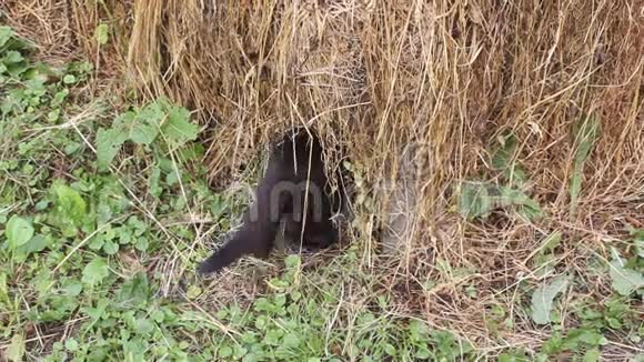 黑猫在干草堆里视频的预览图