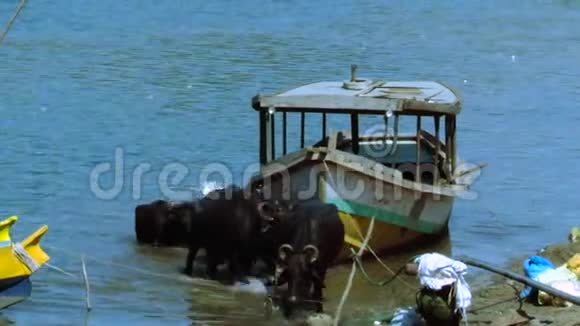 南亚水牛群成群的水牛在河边划船停车涉水降温视频的预览图