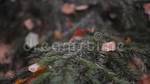 绿枝带云杉针带黄叶在秋天的公园里慢动作高清1920x1080视频的预览图