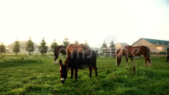 牧马和驴在牲畜场上放牧和吃草视频的预览图