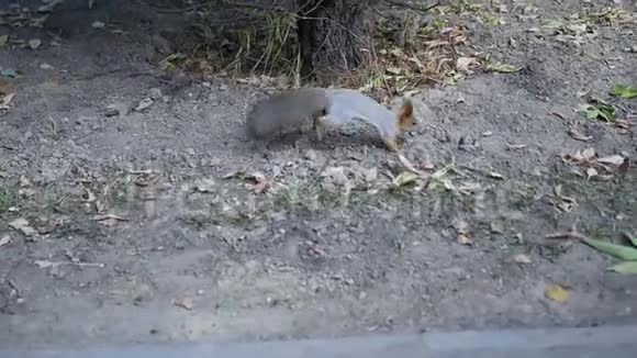 一只尾巴蓬松的松鼠在秋天的公园里在地上跳跃慢动作高清1920x1080视频的预览图
