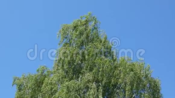 白桦树在风中摇曳蓝天视频的预览图