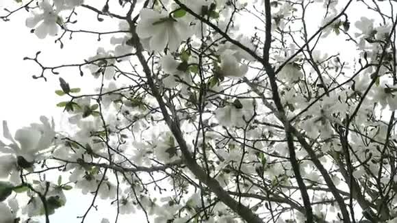 大白玉兰树在灰色的天空中开花视频的预览图