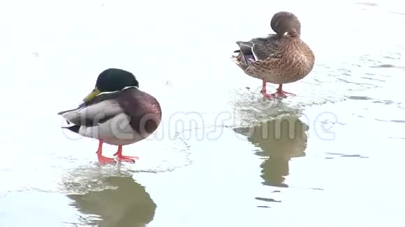 早春的鸭子视频的预览图