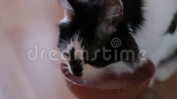 黑白猫在公寓喝水快关门视频的预览图