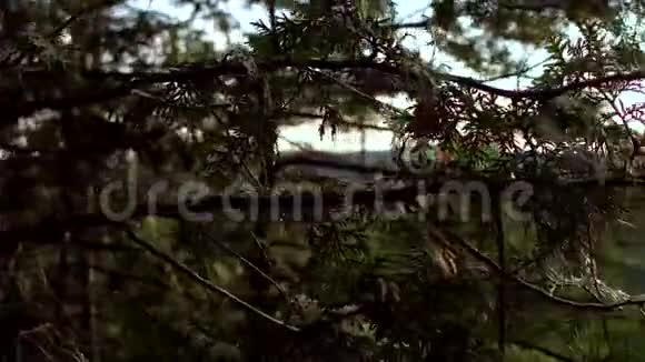 在日落的完美夏日雪松树视频的预览图