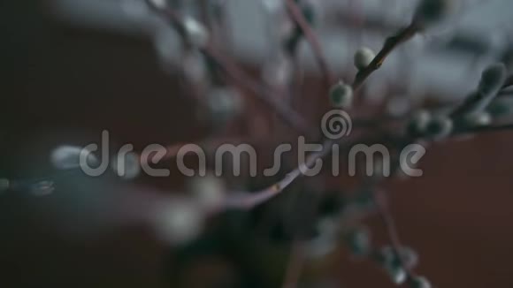 春天的柳树束视频的预览图
