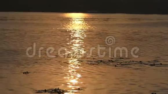 美丽的日落在德尼伯河岸与金色的阳光小径在夏天视频的预览图