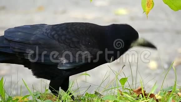 一只有趣的黑乌鸦在阳光明媚的阳光下在草坪上寻找食物视频的预览图