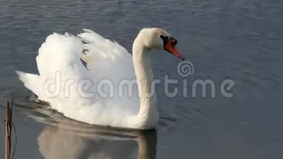 一只优雅的白天鹅游在一个粗糙的湖里带着金丝雀视频的预览图