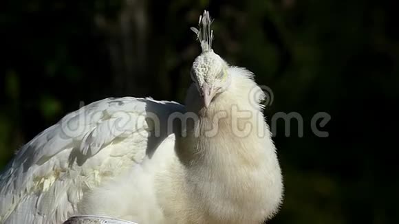 秋天一只美丽的白孔雀在户外的公园里睡懒觉视频的预览图