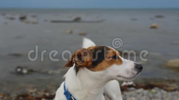 狗站在海边望着远处视频的预览图
