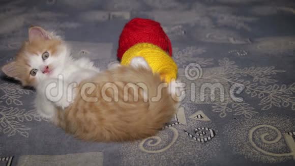 红色的小猫有红色和黄色的羊毛缠结视频的预览图