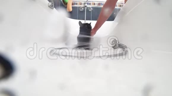 在浴缸里洗一只黑猫4k动作摄像机视频的预览图