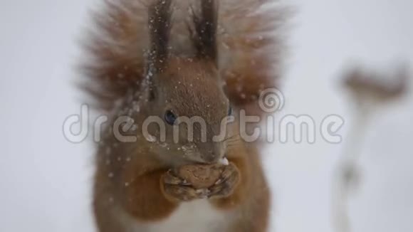 松鼠在冬天吃坚果视频的预览图