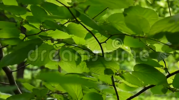 森林中的天然背景榛树叶子静态摄像机视频的预览图