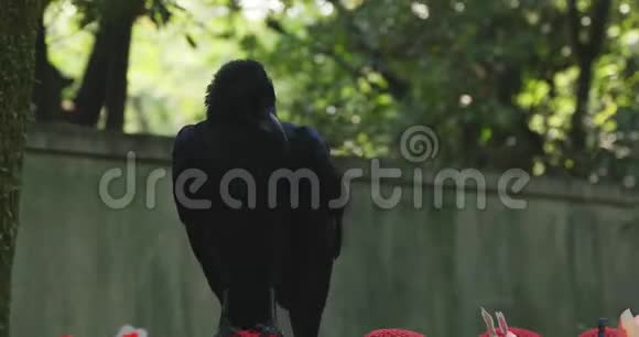 东京白天戴着红帽子和黑乌鸦的雕像守护者视频的预览图