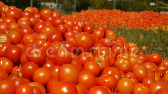 红西红柿躺在绿草地上视频的预览图