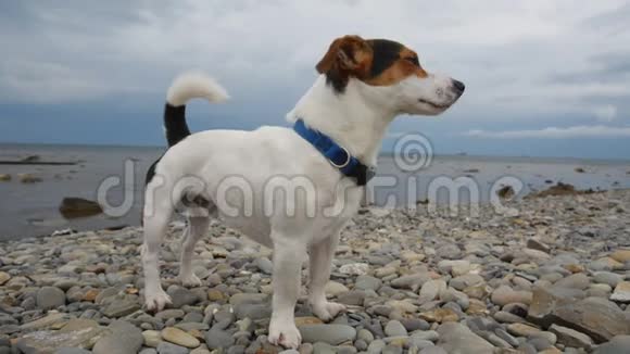 狗站在海边望着远处视频的预览图