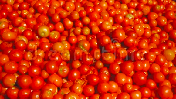 新鲜的番茄收获很多红西红柿视频的预览图