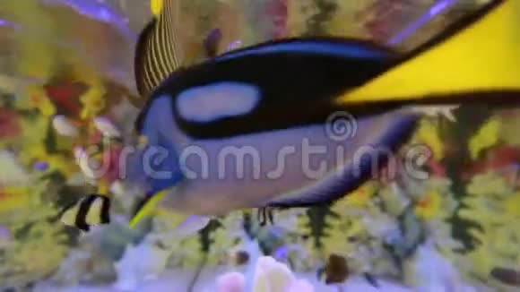 鱼缸里的鱼真漂亮视频的预览图