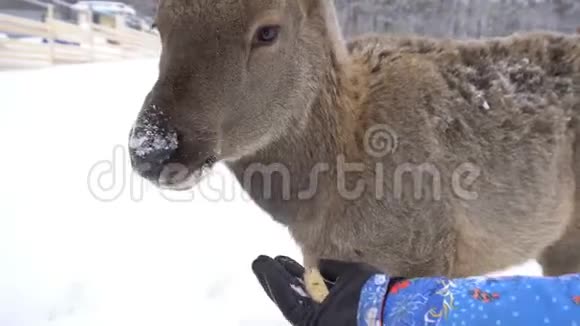 冬天鹿场围栏里的小鹿视频的预览图