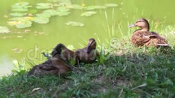 池塘上的野鸭视频的预览图
