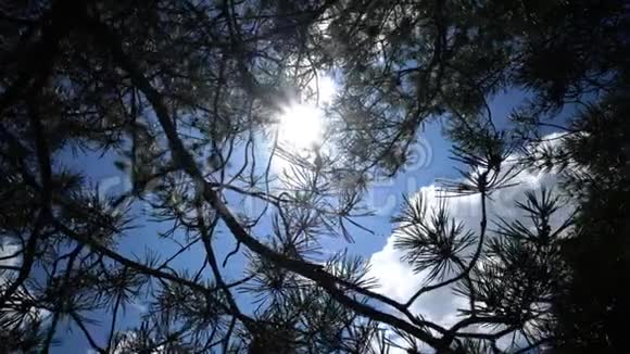 在蓝夏天空的背景下松枝伴着太阳和白云视频的预览图