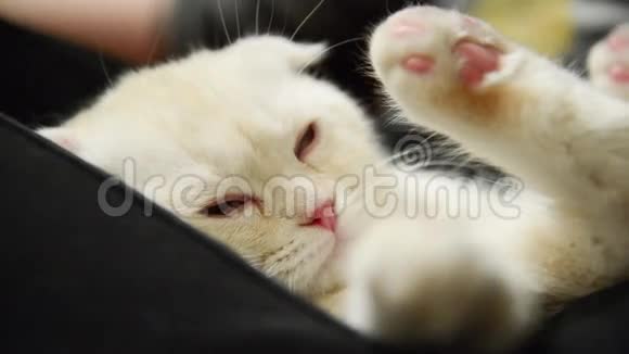 小猫睡在男孩的腿上视频的预览图